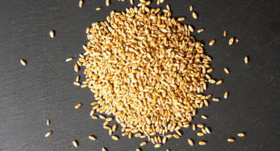 Getreide / Saatgutvermehrung